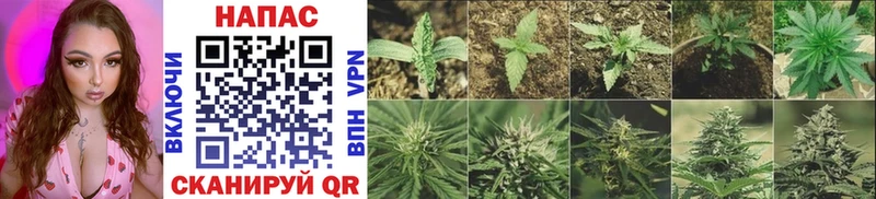 дарнет шоп  Нефтегорск  Шишки марихуана THC 21% 